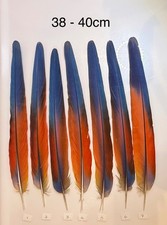 Parrot Macaw Feather Crafts