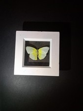 Real Taxidermy Butterfly