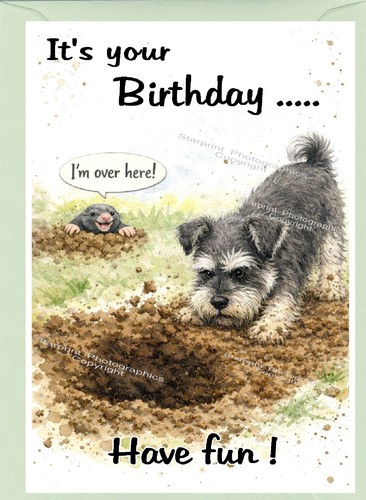 Miniature schnauzer dog - schnauzer,