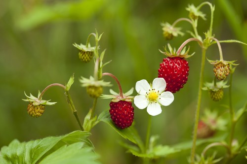 Wild strawberry seeds - wild,