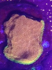 Watermelon Psammocora coral Marine  Coral Frags WYSIWYG ??