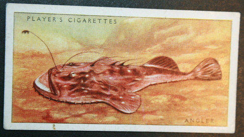 Angler fish vintage 1935 - angler,