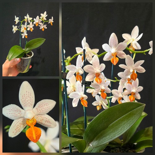 Phalaenopsis mini mark - phalaenopsis, "mini