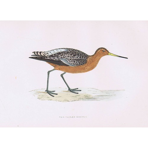 Birds bar tailed - tailed, godwit