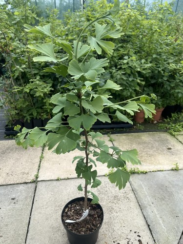 Ginkgo biloba maidenhair - ginkgo,
