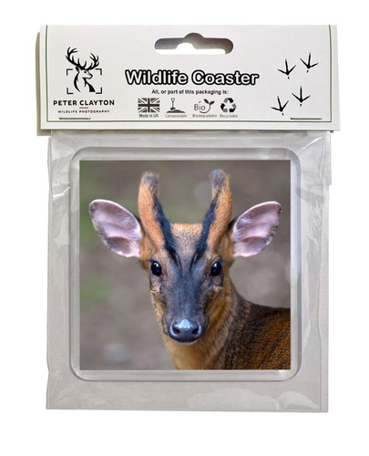 Drink coaster muntjac deer - coaster:,