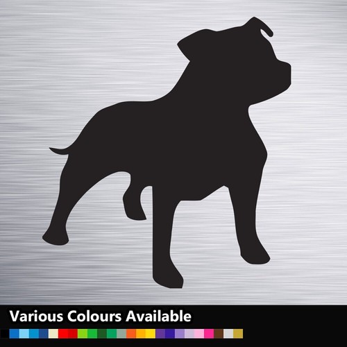 Staffy staffordshire bull - staffy,