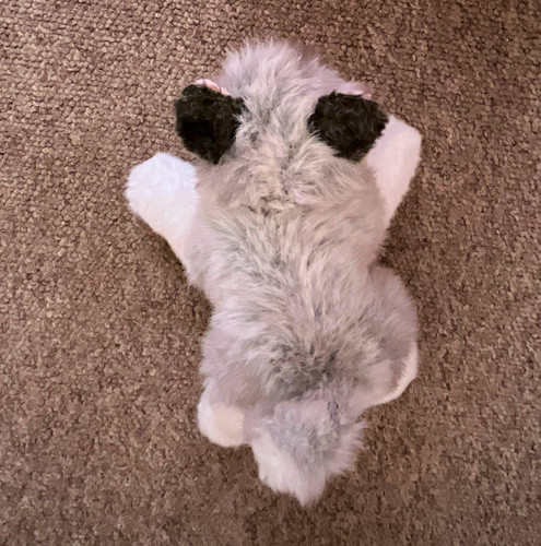 Puppy husky dog plush - dog, toy
