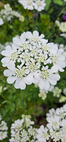 Orlaya grandiflora organic - grandiflora, 50