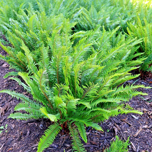 Polystichum munitum sword fern - polystichum,
