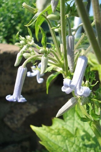 Clematis stans 20 - stans,