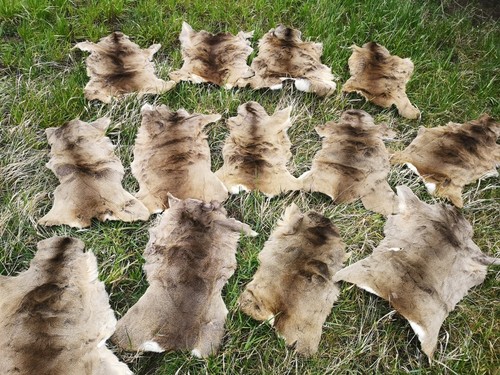 Deer fur - fur,