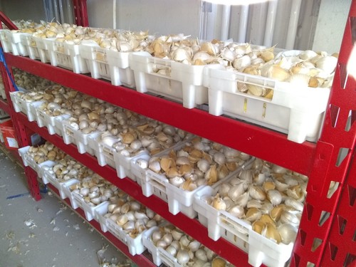 Pounds elephant garlic - 5, of