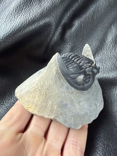 Hollardops trilobite fossil - hollardops,