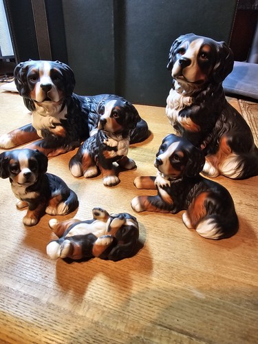 Bernese mountain dog royal - mountain,
