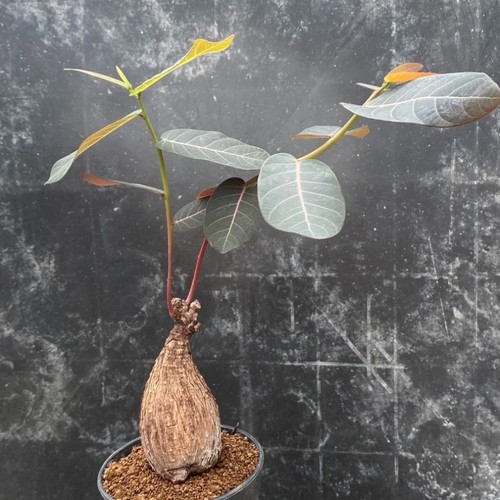 3cm succulent cactus plant - succulent,