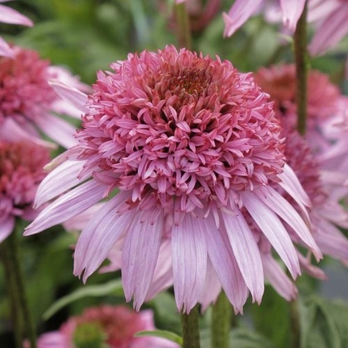 Echinacea papallo - echinacea,