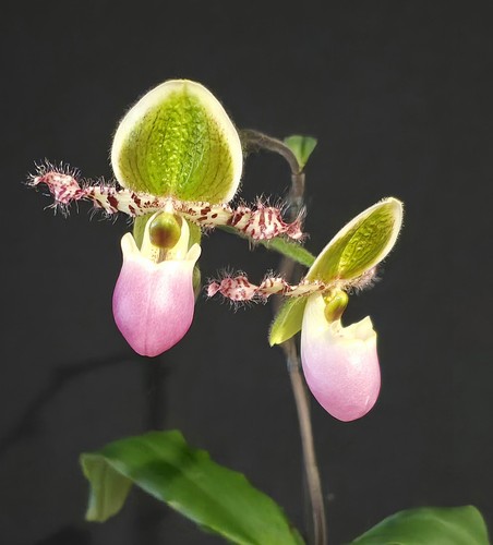 Paphiopedilum pinocchio pink - paphiopedilum,