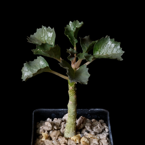Dorstenia gypsophila 5 - dorstenia,