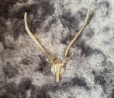 Aluminium Stag Head | Wall