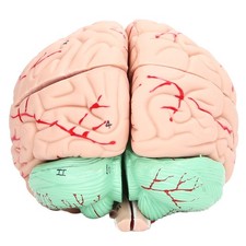 Human Brain Model Anatomy For