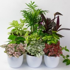 9 x Small Indoor Houseplant , Office Live Indoor tropical Plants in 9cm plastic