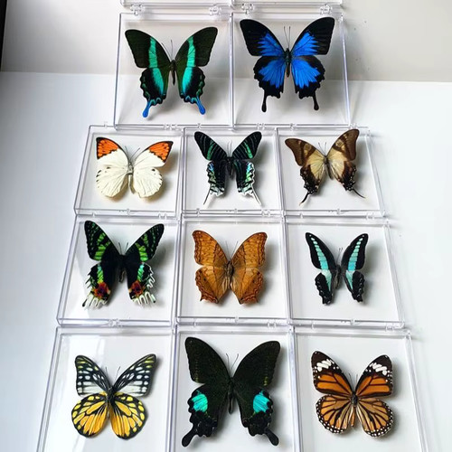 Real butterfly specimen - real,