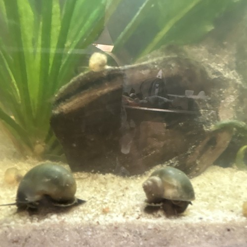 Live freshwater aquarium - live,