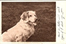 1903, DOGS "Clumber Spaniel"