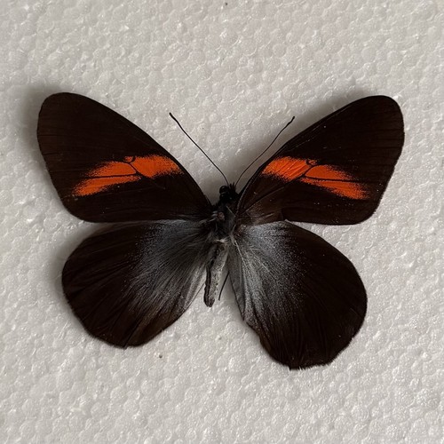 Entomology pereute callinira - entomology,