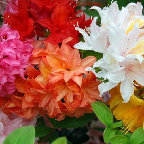 Mixed azaleas dwarf - 6, x