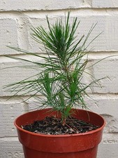 Mexican Weeping Pine (Pinus