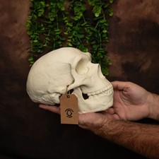 Neanderthal Skull Lifesize