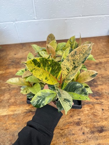 Ficus elastica shivereana - ficus,