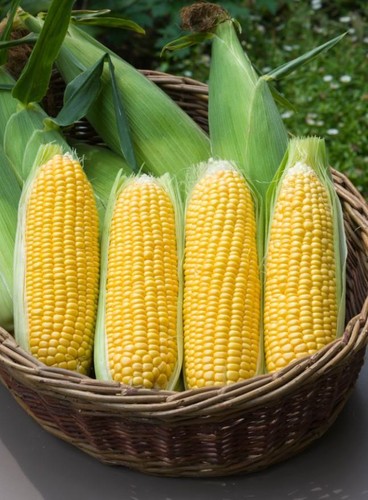 Vegetable sweetcorn - vegetable,