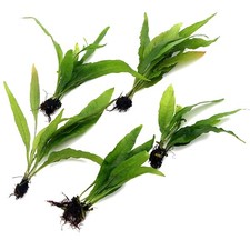 5x Java Fern Microsorum