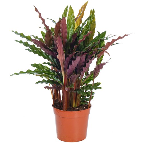 Calathea elgergrass stunning - elgergrass,
