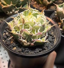 9cm Agave titanota “Green