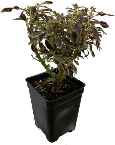 Coleus autumn mini rare - autumn,