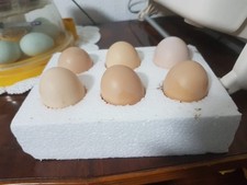 12 fresh Light Sussex eggs