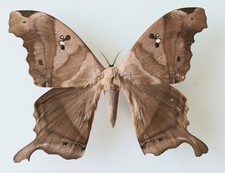 Titaea Tamerlan Large Silk