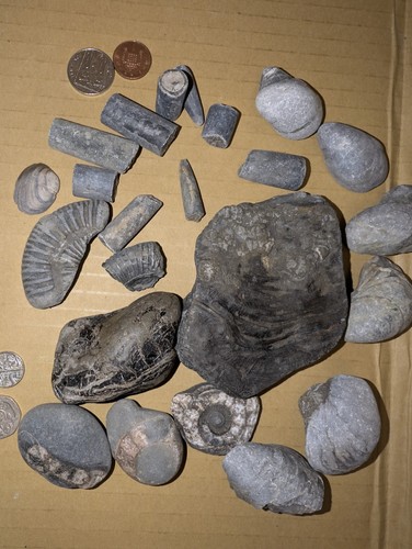 Jurassic marine fossil - marine,