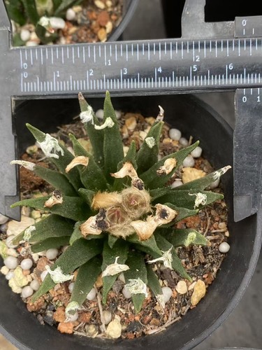 5cm pot ariocarpus - 9.5cm,