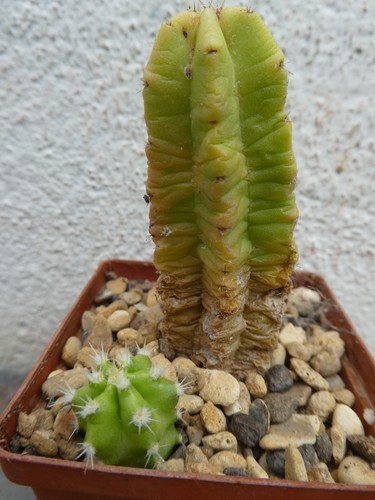 Echinocereus scheerii shown - echinocereus,