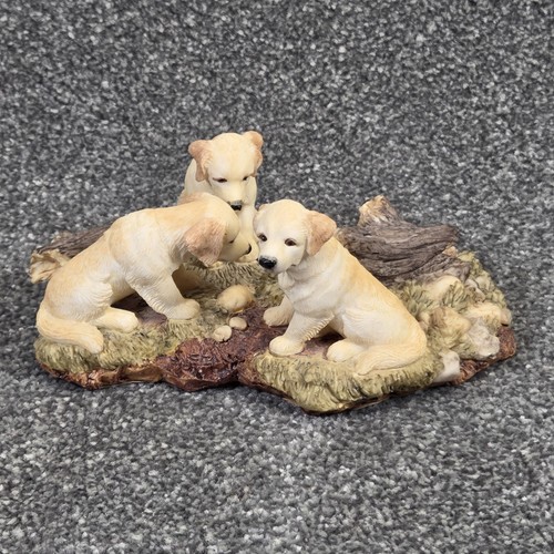 Golden retriever puppies - retriever,