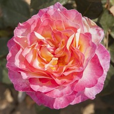 Hybrid Tea Rose, Gorgeous