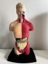 Anatomical Human Torso Model Kit