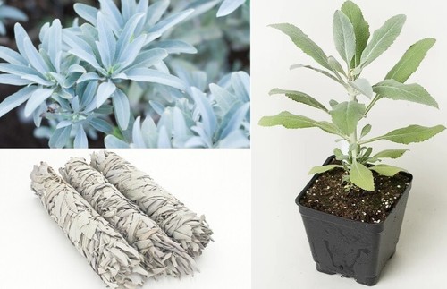 White sage salvia apiana - sage, |