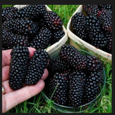 Giant Blackberry  -10seeds