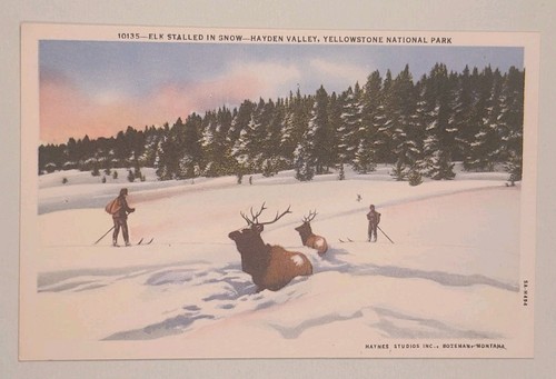 Elk stalled snow - stalled,
